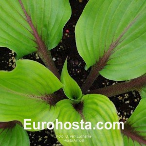 Hosta Almost