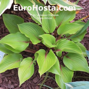 Hosta Almost