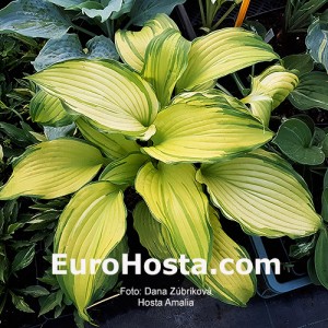 Hosta Amalia