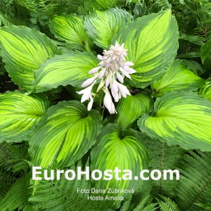 Hosta Amalia