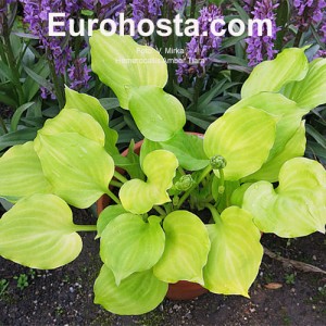 Hosta Amber Tiara