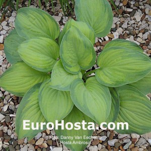 Hosta Ambrosia