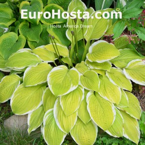 Hosta American Dream - Eurohosta