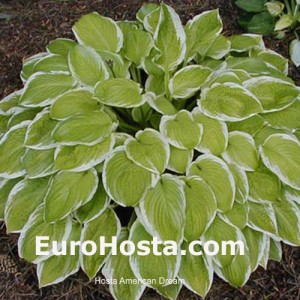 Hosta American Dream - Eurohosta