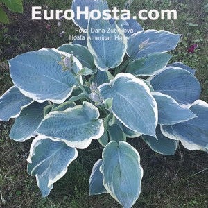 Hosta American Halo - Eurohosta