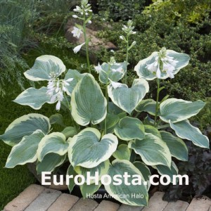 Hosta American Halo - Eurohosta