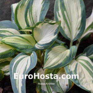 Hosta Andrew - Eurohosta