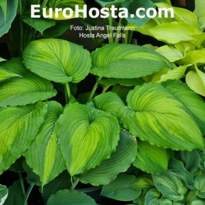 Hosta Angel Falls