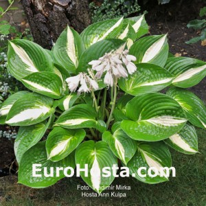 Hosta Ann Kulpa - Eurohosta