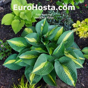 Hosta Ann Kulpa - Eurohosta