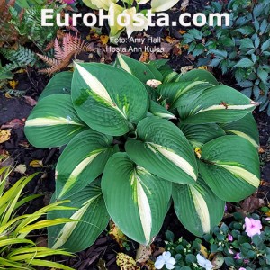 Hosta Ann Kulpa - Eurohosta