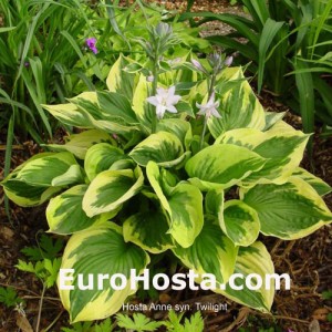 Hosta Anne syn. Twilight - Eurohosta