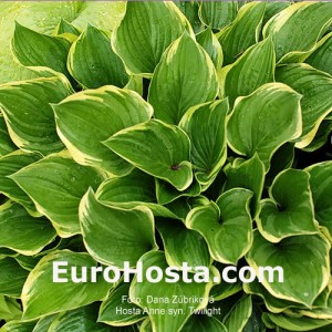 Hosta Anne syn. Twilight - Eurohosta