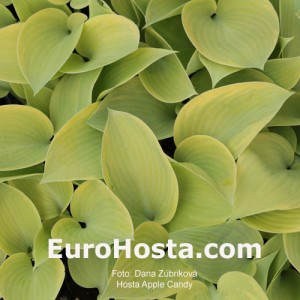 Hosta Apple Candy