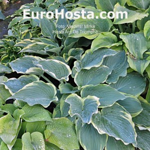 Hosta Arc de Triomphe - Eurohosta