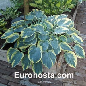 Hosta Aristocrat - Eurohosta