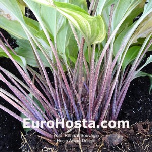 Hosta Asian Delight