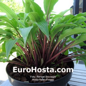 Hosta Asian Froggy