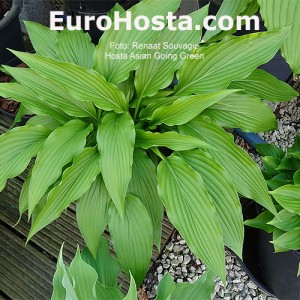 Hosta Asian Going Green