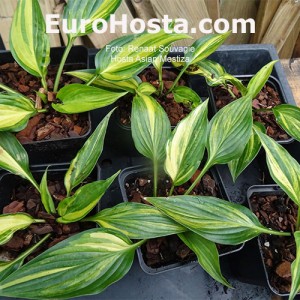 Hosta Asian Mestiza