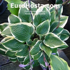 Hosta Asian Serenade