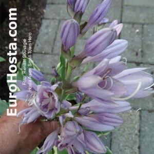 Hosta Asian Small Town Hero