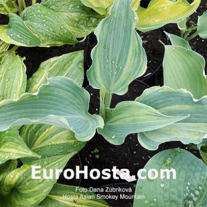 Hosta Asian Smokey Mountain