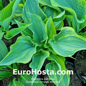 Hosta Asian Smokey Mountain