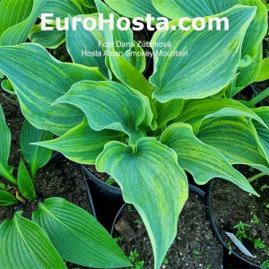 Hosta Asian Smokey Mountain