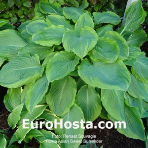 Hosta Asian Sweet Surrender