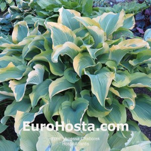 Hosta Paradigm - Eurohosta