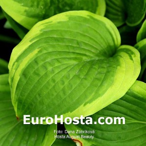 Hosta August Beauty - Eurohosta