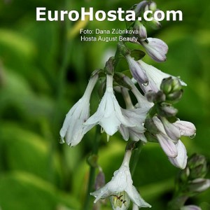 Hosta August Beauty - Eurohosta