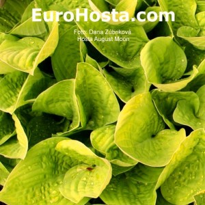 Hosta August Moon - Eurohosta