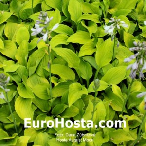 Hosta August Moon - Eurohosta