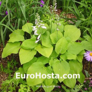 Hosta August Moon - Eurohosta