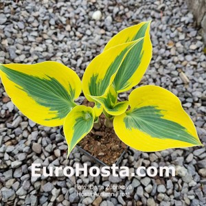 Hosta Autumn Frost 