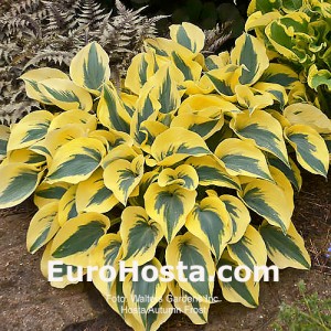 Hosta Autumn Frost 