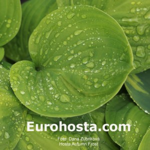 Hosta Avocado - Eurohosta