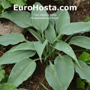 Hosta Awakening Angel