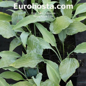 Hosta Azure Frills - Eurohosta 1