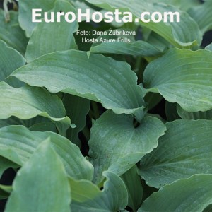 Hosta Azure Frills - Eurohosta 1