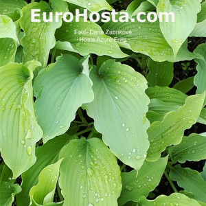 Hosta Azure Frills - Eurohosta 1