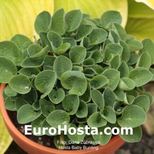 Hosta Baby Bunting