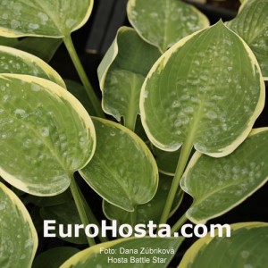 Hosta Battle Star