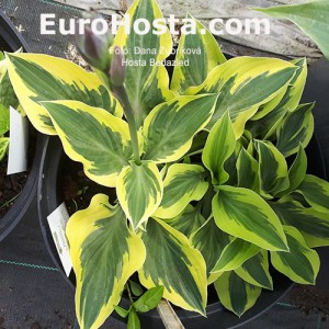 Hosta Bedazzled