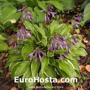 Hosta Bedford Rise and Shine