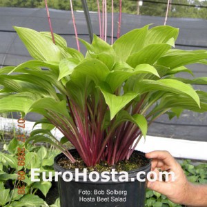 Hosta Beet Salad