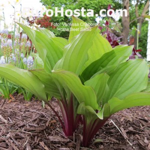 Hosta Beet Salad