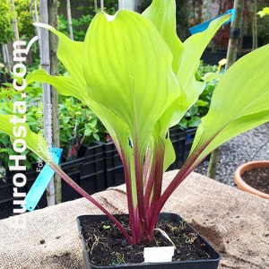 Hosta Beet Salad